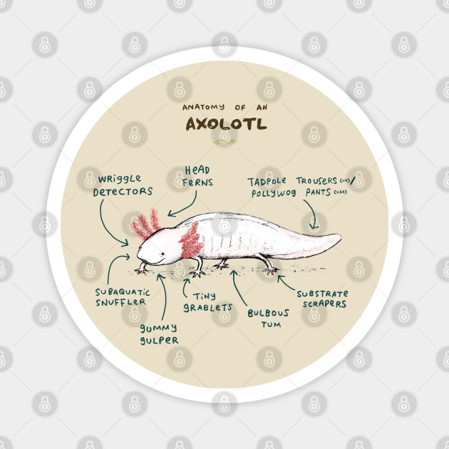 Anatomy of an Axolotl Magnet by Sophie Corrigan